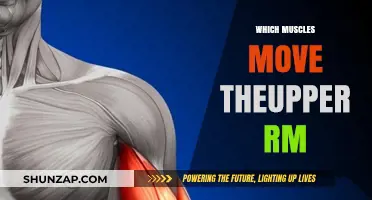Upper-Arm Muscles: Understanding Their Movement and Function