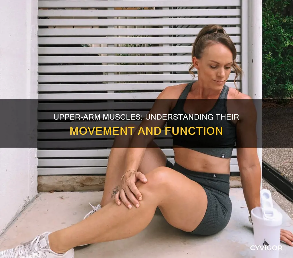 which muscles move theupper rm