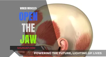 Unlocking the Jaw: Muscles That Enable Jaw Movement