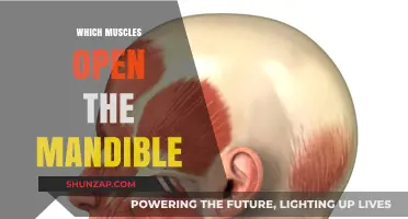 Unlocking the Mandible: Muscles for Jaw Opening