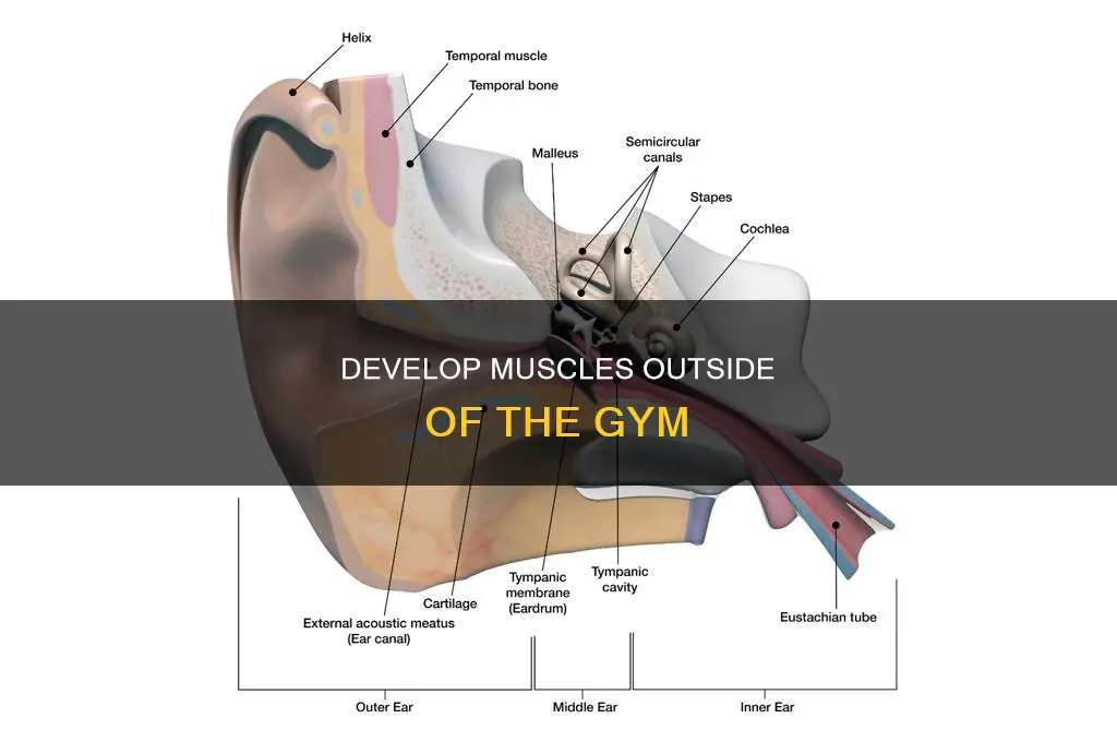 which muscles outside of bud