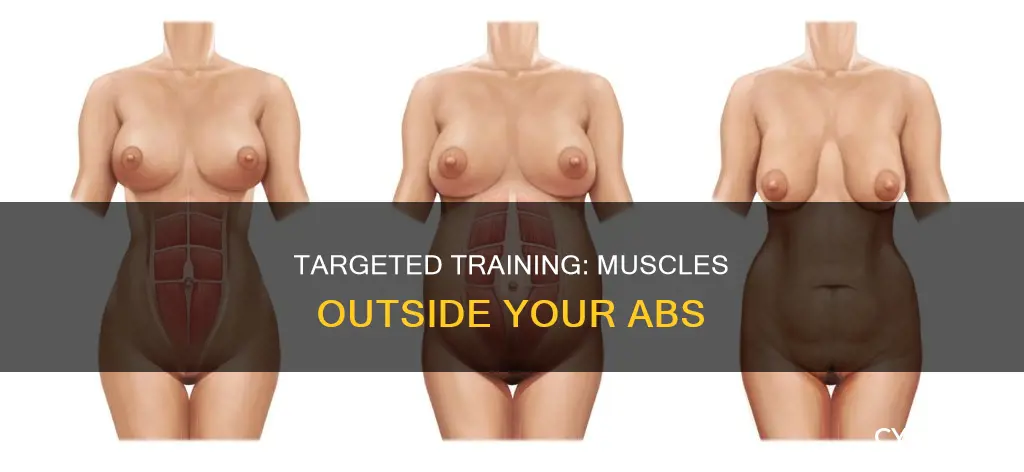 which muscles outside of buddy