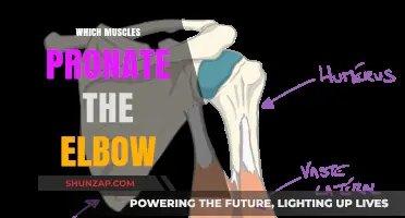 Pronating the Elbow: Which Muscles Are Involved?