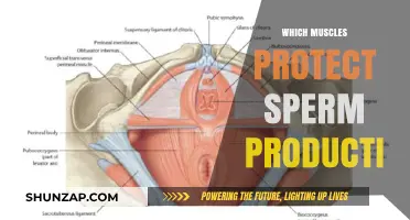 How to Protect Your Sperm: Strengthen These Muscles