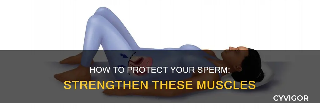 which muscles protect sperm producti