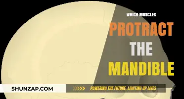Unlocking the Power of Mandible Protraction: Muscles in Action