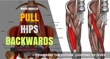 Muscles That Pull Hips Backwards: Understanding Posterior Pelvic Tilt