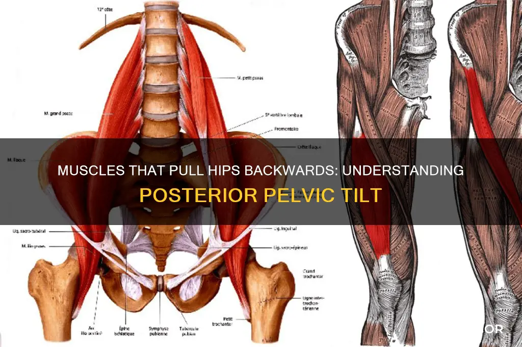 which muscles pull hips backwards