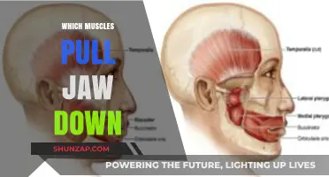 Understanding Jaw Movement: Muscles Responsible for Pulling the Jaw Down
