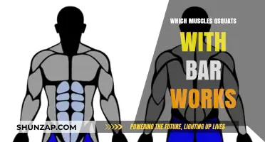 Muscles Targeted by Barbell Squats: A Comprehensive Breakdown