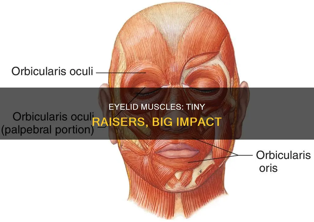 which muscles raise the eyelid