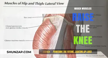 Knee-Raising Muscles: Understanding the Power Behind the Movement