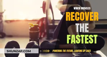Exploring the Body's Fastest Muscle Recovery Mechanisms