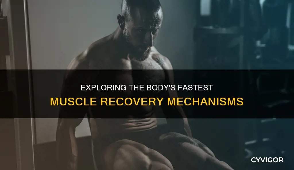 which muscles recover the fastest