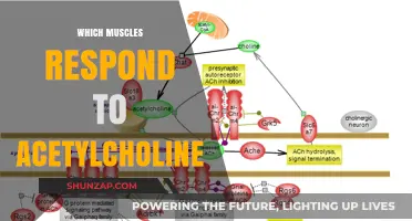 How Acetylcholine Affects Your Muscles