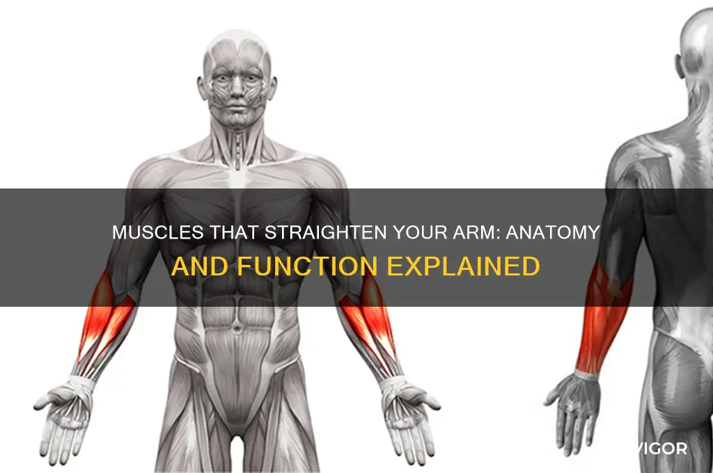 which muscles responsible for straightening the arm