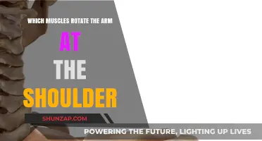 Muscles Behind Arm Rotation: Understanding Shoulder Movement Mechanics