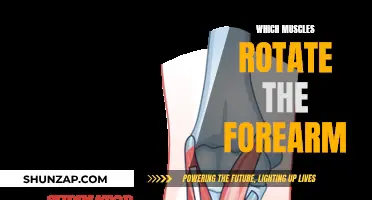 Understanding Forearm Rotation: The Muscles at Work