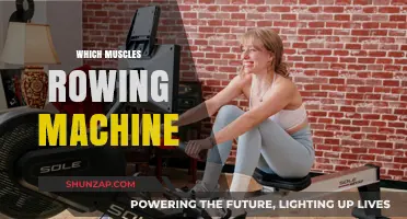 Rowing Machine: Targeted Muscles for Full-Body Workout