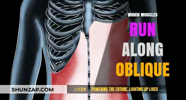 Oblique Muscles: Understanding Their Anatomy and Function