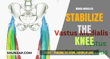 Knee Stabilization: These Muscles Keep Your Knees Strong