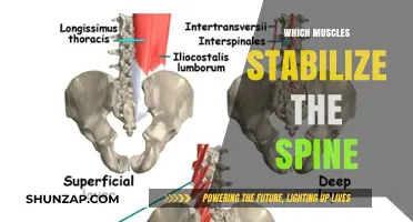 Spinal Stability: The Muscles That Support Your Spine