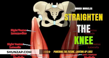 Knee Straightening Muscles: Uncover the Powerhouses Behind This Action