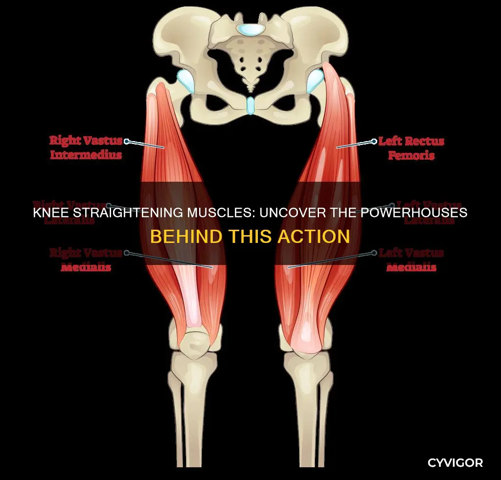which muscles straighten the knee