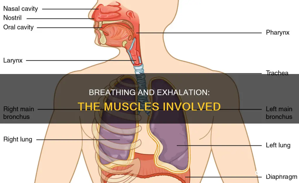which muscles support exhalation