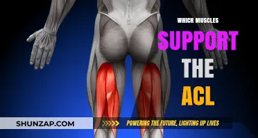 Strong Support: Muscles That Protect the ACL
