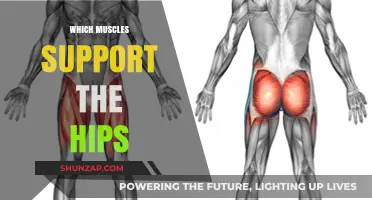 Hip Muscles: Understanding the Key Players
