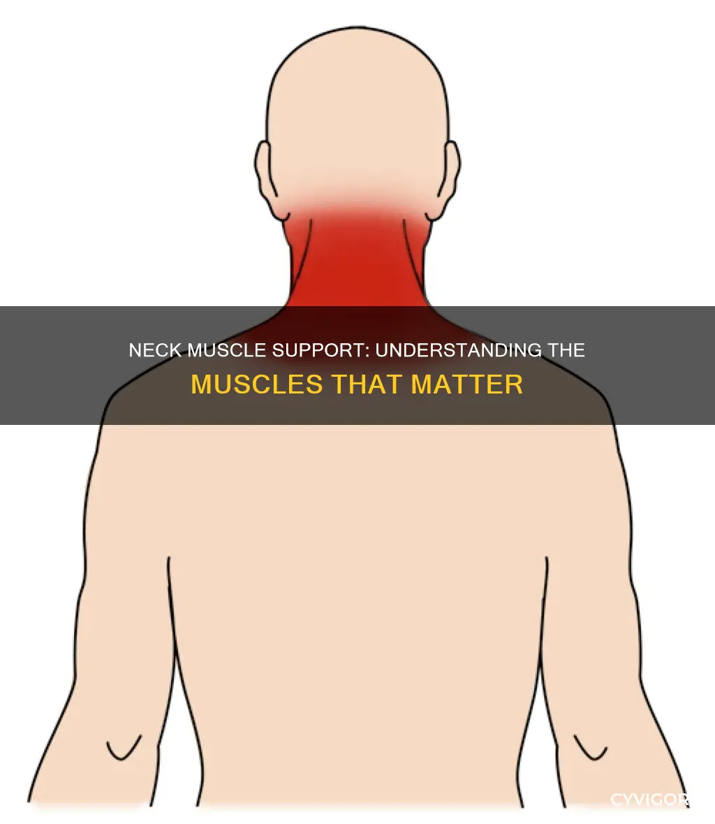 which muscles support the neck