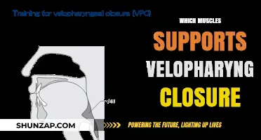 The Muscles Behind Velopharyngeal Closure