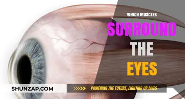 Eye Muscles: The Unseen Movers of Vision