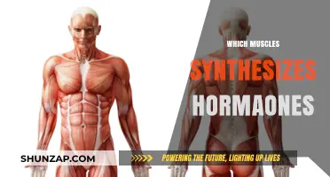 Muscle Hormone Synthesis: What Muscles Make Hormones?