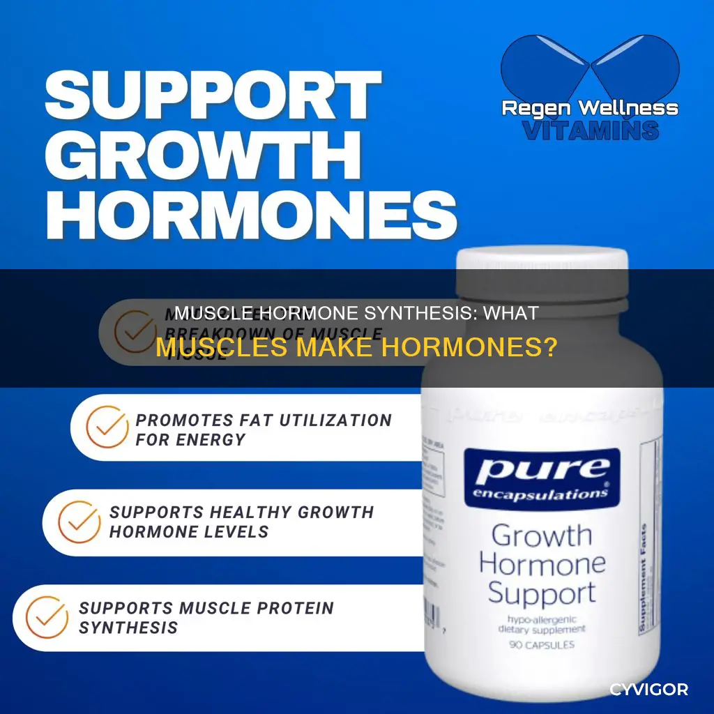 which muscles synthesizes hormaones
