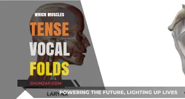 Vocal Fold Tension: Muscles at Play