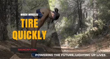 Muscle Endurance: Why Some Muscles Fatigue Faster