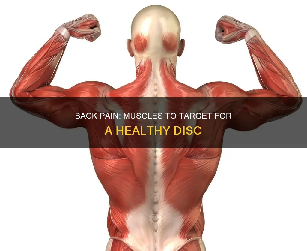 which muscles to disc
