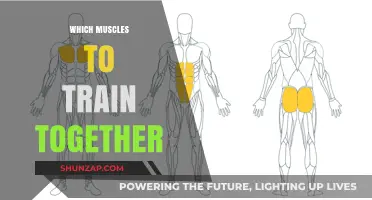 Training Muscles: Grouping for Maximum Results