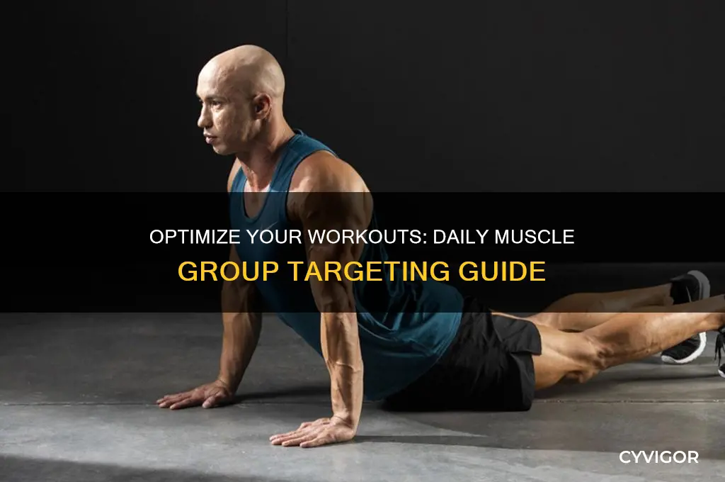 which muscles to work on each day