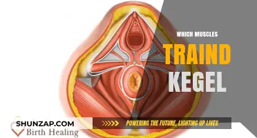 Kegel Exercises: Strengthen Your Pelvic Floor Muscles