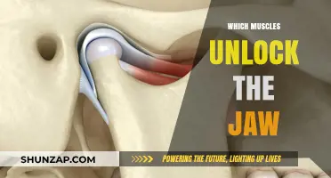 Unlocking the Jaw: Muscles for Smooth Movement
