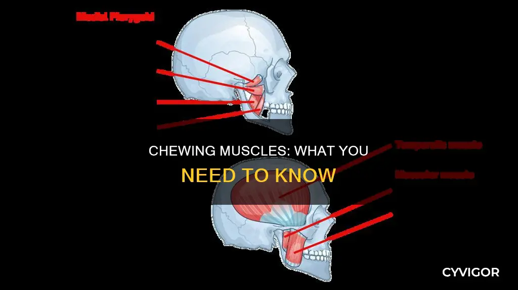which muscles usd for chewing