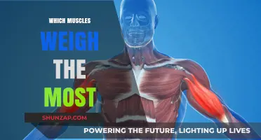 Muscle Mass: Heaviest Muscles in the Body