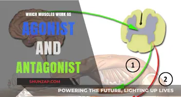 Agonist vs. Antagonist Muscles: Understanding Their Roles in Movement