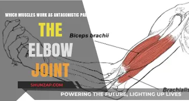 Elbow Joint Antagonistic Muscles: Biceps and Triceps Explained
