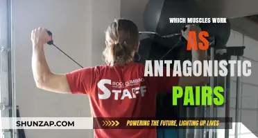 Muscle Antagonists: Understanding the Body's Balancing Act