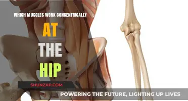 Hip Muscles: Unlocking Concentric Power for Strength and Mobility