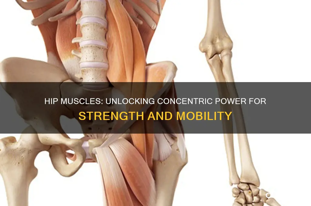 which muscles work concentrically at the hip